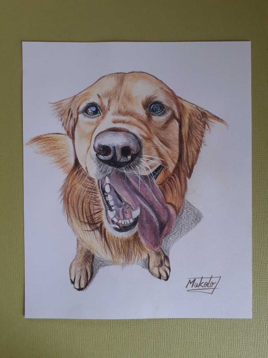 Colored pencil drawing golden retriever, artwork, painting, pencil drawing, charcoal drawing