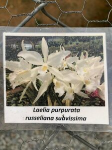 C. purpurata f. russeliana suavissima 洋蘭 原種