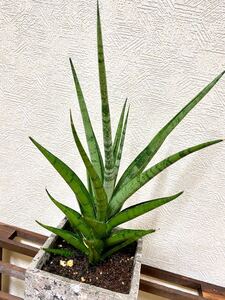 希少品種 観葉植物 サンスベリア サンセベリア B8 ビーエイト 陶器鉢 受皿付き