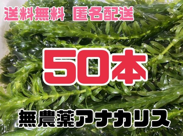 送料無料 無農薬アナカリス オオカナダモ 50本 即決価格 ザリガニ エビ 金魚 メダカ 熱帯魚 金魚草 金魚藻