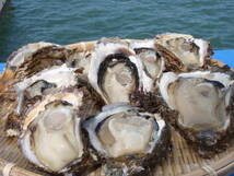 富山湾産　天然岩牡蠣　１個　￥１７０　１０個入　生食用_画像3