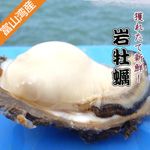富山湾産　天然岩牡蠣　１個　￥１７０　１０個入　生食用