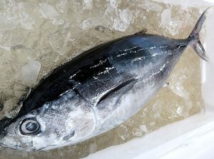 Король тунца, молодая рыба этого тунца! Слишком вкусно! Raw Meju Guro примерно 11-13 кг
