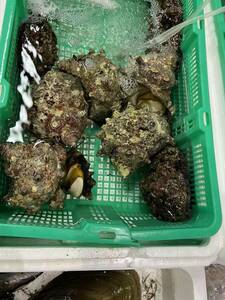 デカ活サザエ 約1kg (１個約250～300gサイズ) サザエ さざえ 栄螺 バーベキュー 貝 新鮮