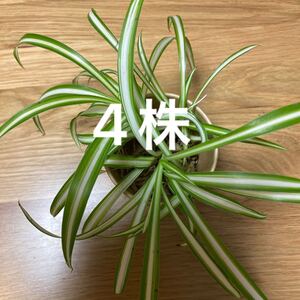 観葉植物 オリヅルラン 4株