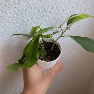 観葉植物 ベンジャミン