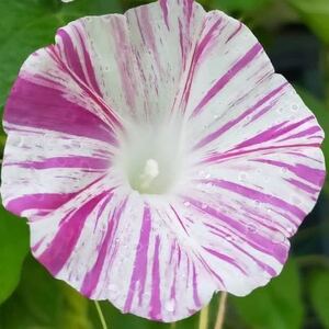 ヤフオク アサガオ 種 ガーデニング の中古品 新品 未使用品一覧 ヤフオク アサガオ 種 ガーデニング の中古品 新品 未使用品一覧