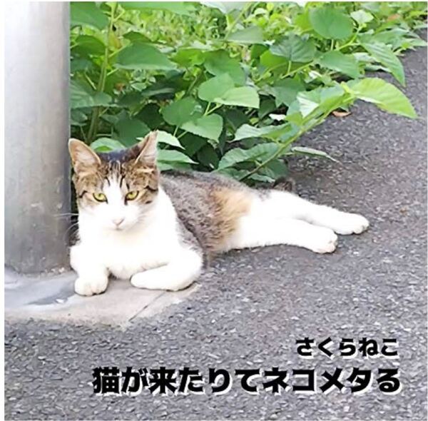 【新品CD】猫が来たりてネコメタル