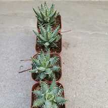 多肉植物 アロエ エリナケア Aloe erinacea 4株セット _画像6