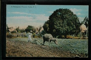 12884 戦前 絵葉書 フィリピン セブ 牛耕 TRACTOR 農業 フィリピン エンタイア MANILA SEP 11 1930 マゼラン発見の文字 裏面アルバム跡有り