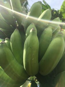 島バナナ 【小笠原種】最高級バナナ果実５００g　５０キロ限定