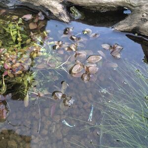 7本 赤系 ルドウィジア オバリス 根付き ミズユキノシタ 日本固有耐寒性水草 水中葉 無農薬 （メダカ アクアリウム ビオトープ