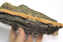 １個　コルク樹皮　10×20ｃｍ（厚約8-10ｍｍ）洋蘭　原種　チランジア　エアープランツ　熱帯植物　ラン　コルク　樹皮　_画像3