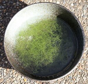 ヤフオク グッピー 水草 の中古品 新品 未使用品一覧 ヤフオク グッピー 水草 の中古品 新品 未使用品一覧