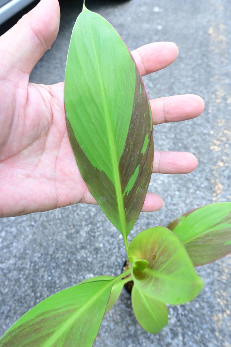 ヤフオク! -「musa」(その他) (観葉植物)の落札相場・落札価格