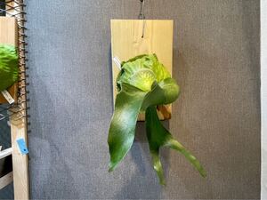 ビカクシダ(コウモリラン)ホーンズサプライズダーウィン