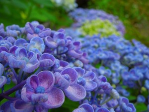 ヤフオク おたふく 紫陽花の中古品 新品 未使用品一覧 ヤフオク おたふく 紫陽花の中古品 新品 未使用品一覧