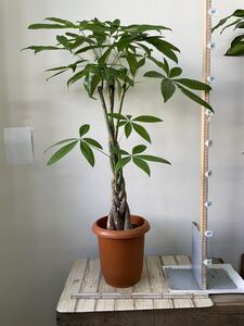 パキラ 三つ編み 高さ約90㎝ 7寸