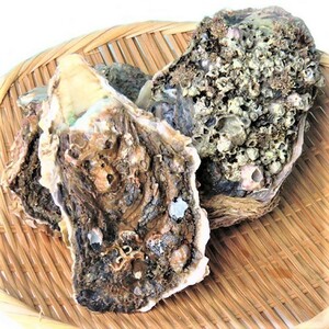 愛媛 天然 岩牡蠣 700-1000g×3個 期間限定 5月中旬～8月末 送料無料 宇和海の幸問屋