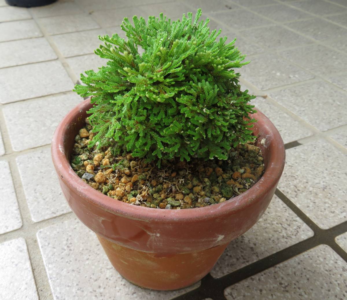 になる ヤフオク イワヒバ 寄せ植え 草丈約35cm 46cm 33cm楕円 ノークレー