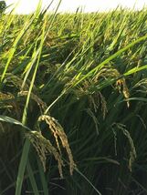令和3年 茨城 茨城県産 JGAP認定農場　特別栽培米　こしひかり コシヒカリ 無農薬 10kg 低温貯蔵庫 玄米 ご飯_画像4