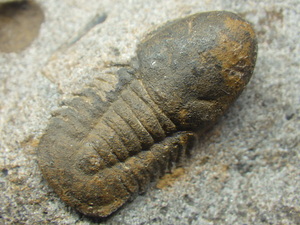 巣穴モロッコ　希少遊泳種　Degamella sandinoae　三葉虫化石0706