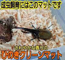 クワガタ、カブトムシの成虫管理はこれが一番！爽やかな香りの針葉樹マット☆ケース内が明るくなり生体が目立ちます！ダニ・コバエ湧かない_画像8