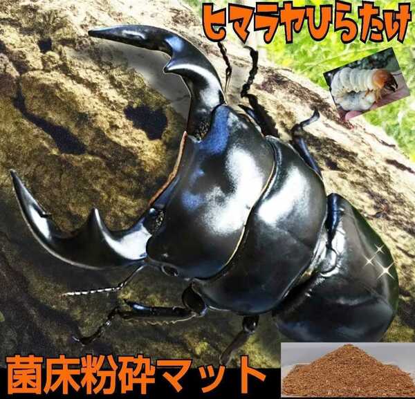 改良版！ヒマラヤひらたけ菌床クワガタマット【2L】瓶やプリンカップに詰めるだけ☆オオクワ、ニジイロ、ヒラタ、ノコギリ幼虫がビッグに