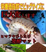 【改良しました】幼虫がビッグに！ヒマラヤひらたけ発酵カブトムシマット【200L】雑虫、ミミズ、コバエで悩んでる方は是非お試しください！_画像7