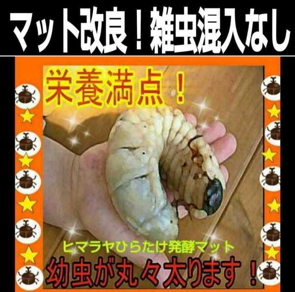 カブトムシ幼虫が大きくなる、【改良版】雑虫の混入全くなし!ヒマラヤひらたけ発酵マット【30L】抜群の栄養価!幼虫の餌、産卵に抜群!