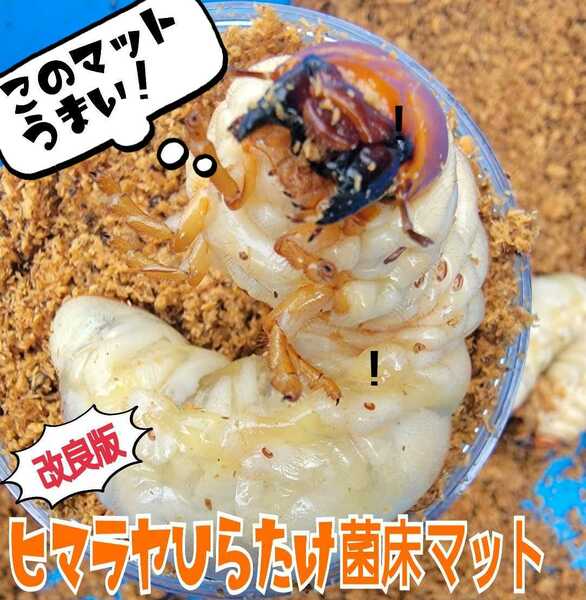 改良版！ヒマラヤひらたけ菌床クワガタマット【8L】瓶やプリンカップに詰めるだけ！オオクワ、ニジイロ、ヒラタ、ノコギリ幼虫がビッグに