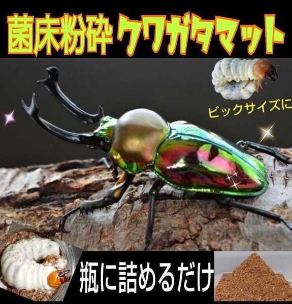 改良版!ヒマラヤひらたけ菌床クワガタマット【10L】瓶やプリンカップに詰めるだけ!オオクワ、ニジイロ、ヒラタ、ノコギリ幼虫がビッグに
