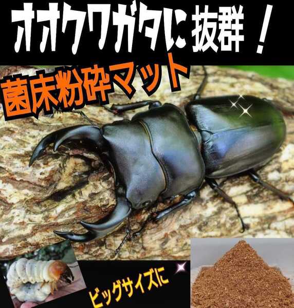 改良版!菌床粉砕クワガタマット【10L】瓶やプリンカップに詰めるだけ!ヒラタ、オオクワ、ニジイロ幼虫がよく食べます!菌糸の甘い香り!