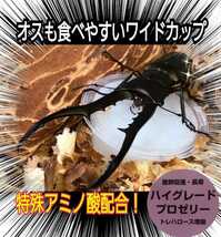 クワガタ、カブトムシの餌はコレ！ハイグレードプロゼリー【200個】食べやすいワイドカップ☆トレハロース強化！産卵促進・長寿効果抜群！_画像6