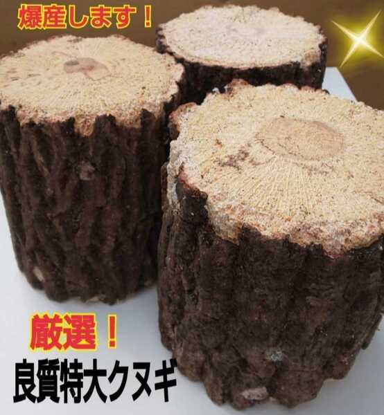 クワガタの産卵材 爆産します!特大サイズ☆貴重なクヌギ産卵木【3本セット】 菌糸がよく回ってます! オオクワガタ、ヒラタにお薦め!
