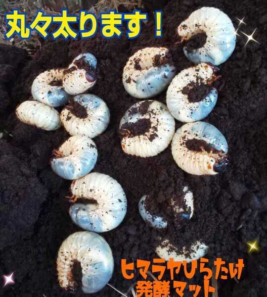 【改良しました】幼虫がビッグに!ヒマラヤひらたけ発酵カブトムシマット【40リットル】雑虫、コバエが全くわきません!産卵に抜群です!