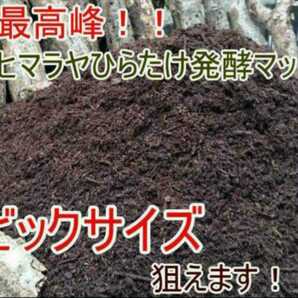 【改良しました】幼虫がビッグサイズになります!ヒマラヤひらたけ発酵カブトムシマット【たっぷり200リットル】雑虫、コバエがわきません