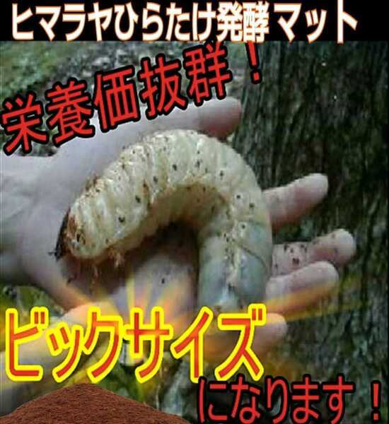 カブトムシ幼虫が大きくなる、【改良版】雑虫がわきません!ヒマラヤひらたけ発酵マット【40L】抜群の栄養価!幼虫の餌、産卵に抜群!