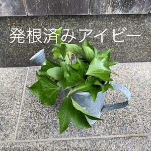 アイビー 緑葉 発根 苗