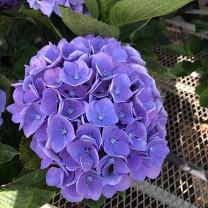 ヤフオク 紫陽花 西安 の落札相場 落札価格 ヤフオク 紫陽花 西安 の落札相場 落札価格