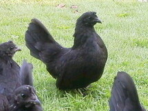 真黒矮鶏 種卵3個（2個プラス補償1個）しんくろチャボ 孵化用 有精卵 シンクロチャボ 真黒チャボ _画像5