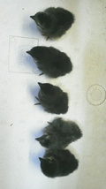 真黒矮鶏 種卵3個（2個プラス補償1個）しんくろチャボ 孵化用 有精卵 シンクロチャボ 真黒チャボ _画像7