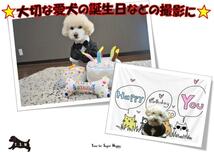 ペット用タキシード（水色・Mサイズ）犬　正装服　コスチューム_画像4