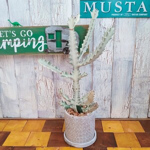 【観葉植物】ホワイトゴースト 受皿付