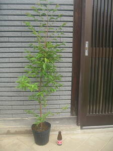 tall stewartia height of tree approximately 120cm