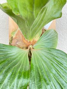 エレファントティス ビカクシダ コウモリラン 観葉植物