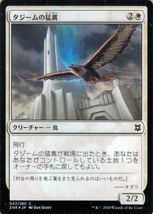 MTG マジック：ザ・ギャザリング ギャザ タジームの猛禽 フォイル・コモン ゼンディカーの夜明け ZNR-F043 日本語版 クリーチャー 白