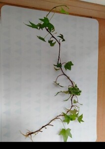 アイビー 観葉植物