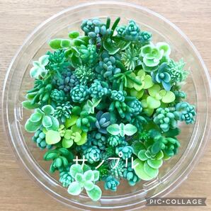 多肉植物 セダム カット苗