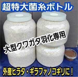 大型クワガタ羽化専用☆2300mlスーパービック☆ヒマラヤひらたけ菌糸瓶☆特殊アミノ酸強化配合☆ギネス狙いに！中がよく見えるクリアボトル